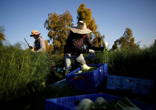 Thai workers collect freshly harvested fennel near Kibbutz Alumim in southern Israel