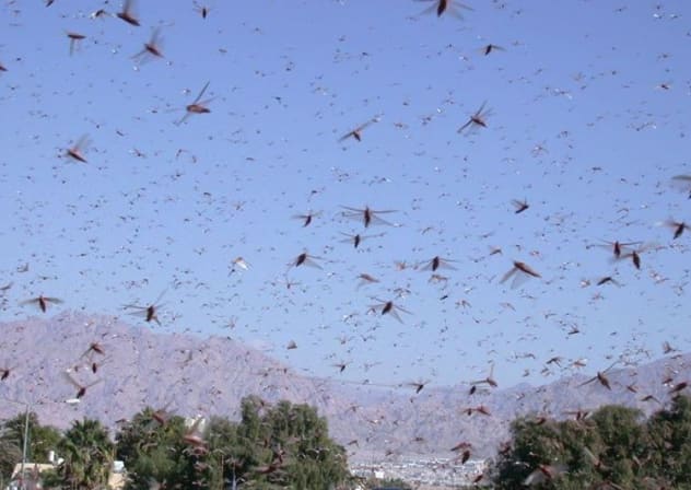  Group of locusts