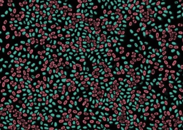  Fluorescence microscopy images of Bacillus subtilis spores harboring GFP or Scarlet fusion to a DNA packaging protein (SspA)