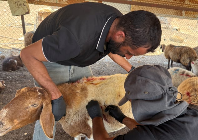  A veterinarian tends to a wounded sheep after settlers attacked a Bedouin community in the Jordan valley, in the West Bank, July 18, 2025. 