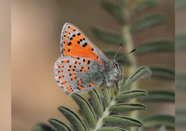 A Levantine Vernal Copper (Tomares nesimachus) butterfly