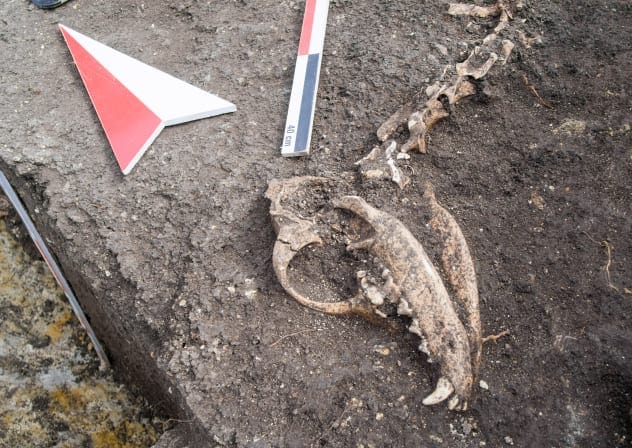Dog skull found during an archaeological excavation.