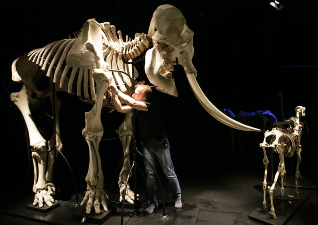  A member of staff of the Natural History Museum in Berne, Switzerland, checks the skeleton of an elephant on show at the museum's Skeleton Hall, September 16, 2005. 
