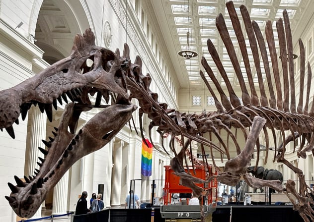 A 46-foot (14m) long Spinosaurus cast debuts at the Field Museum in Chicago, Illinois, US, June 2, 2023.