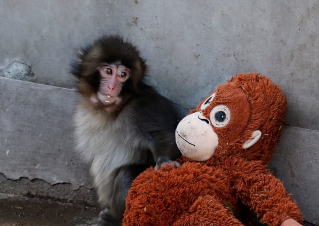 Un bebé macaco japonés llamado Punch sentado junto a un orangután de peluche en el zoológico de Ichikawa, en Ichikawa, prefectura de Chiba, Japón, el 19 de febrero de 2026. 