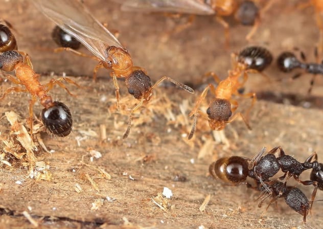 Temnothorax kinomurai ants. 