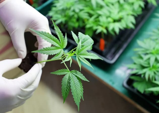 Cannabis