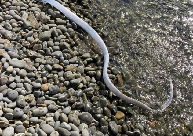 Oarfish, also called 'Doomsday fish'.