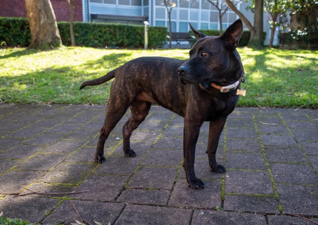 The first dog to get a personalized mRNA cancer vaccine. 
