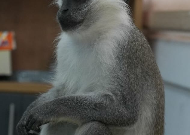 Monkey rescued in Israel after illegal wildlife trafficking probe.