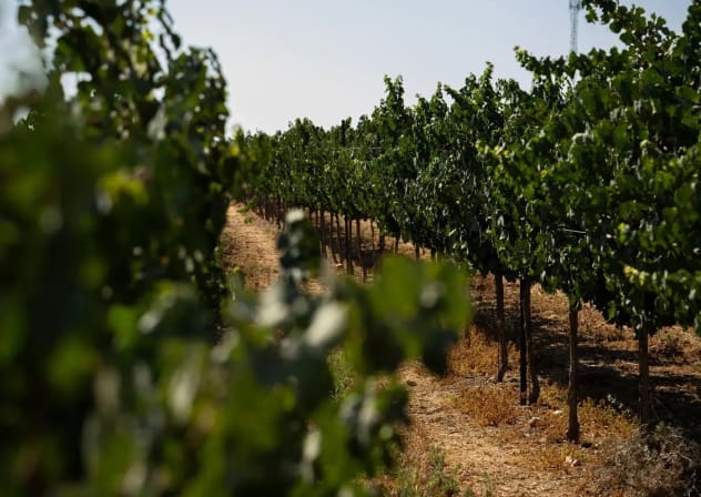 Teperberg Winery