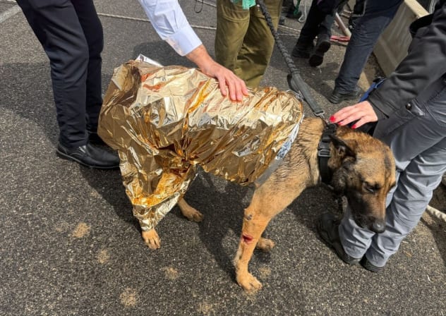 A dog is seen wearing a canine shock blanket after being rescued from the Ayalon River on Sunday March 22, 2026 by Israel's Fire and Rescue Authority.