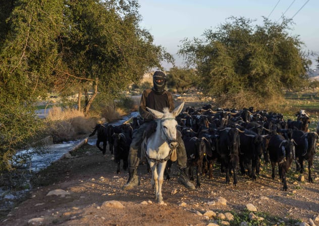 A shepherd leads a herd of goats near the Palestinian village of al-Auja in the Jordan Valley, West Bank, January 11, 2026.
