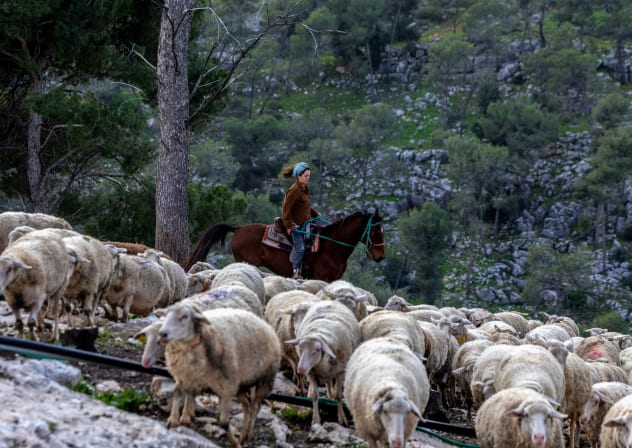 An Israeli woman herds sheep at El Nave Farm settler outpost in the West Bank. A shepherd becomes the eyes and ears of the areas outside the bigger, established communities in the West Bank, the writer notes.