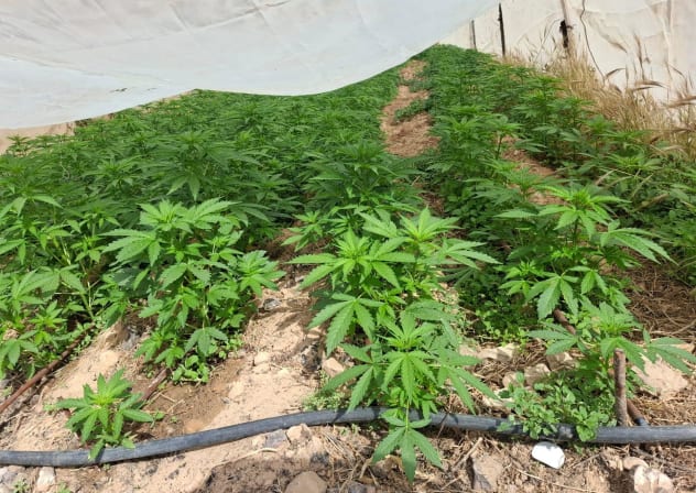 Border Police forces located 18 drug greenhouses containing more than 10,000 cannabis plants, May 11, 2026.