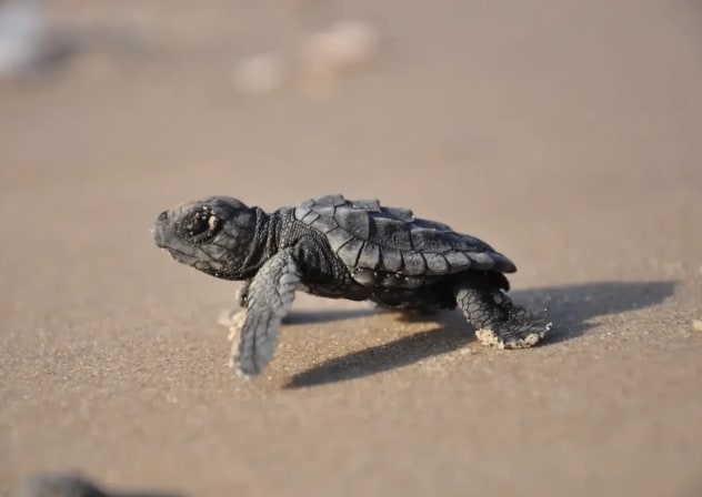 Brown sea turtle hatchling