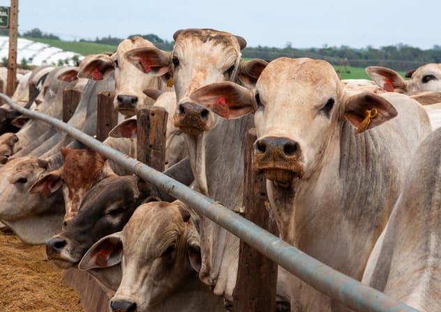  Cattle stand on a feedlot at CMA Farm in Barretos, Sao Paulo state, Brazil, December 17, 2025.