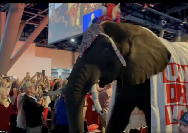 Paige the elephant at Texas Republican party’s annual convention, June 12, 2026.