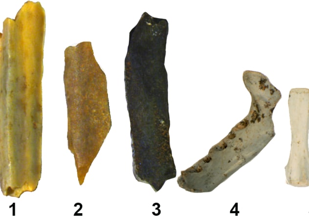 Stages of Burning on Bones – white (#5 on right) is the most burnt while yellow-beige (on left #1) is unburnt.