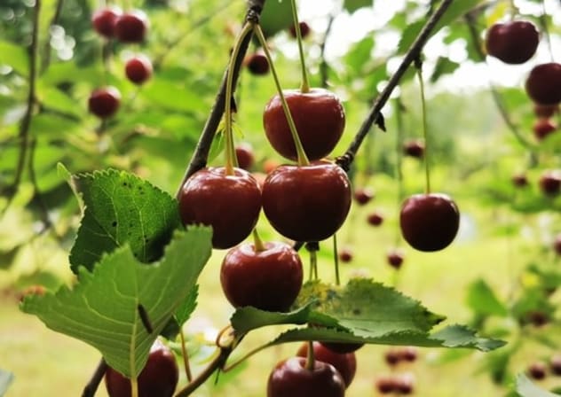 Cherry tree