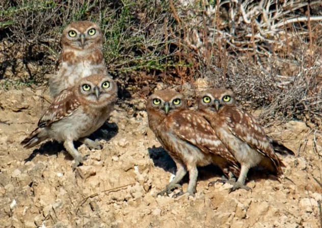 "After a few minutes I saw movement near the male, and then a female appeared at his side along with four fledglings"