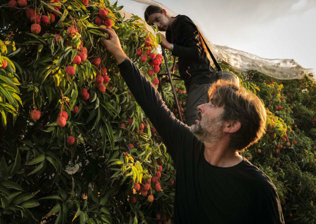 Young Israelis after completing their military service help a lychee farmer at sunrise during the peak of the harvest season at his lychee orchard in Moshav Almagor near the Sea of Galilee, June 25, 2026.