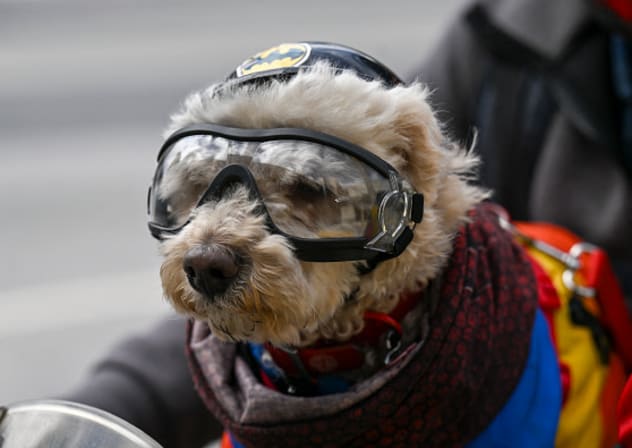 Dog riding motorcycle (Illustrative).