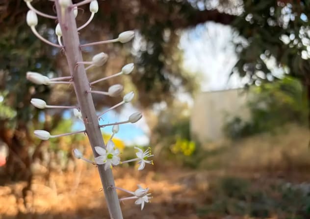 Shahaf Retter, director of the Society for the Protection of Nature in Israel’s Carmel Coast Field School, which is located in Ma'agan Michael, documented a lone squill in the field school area