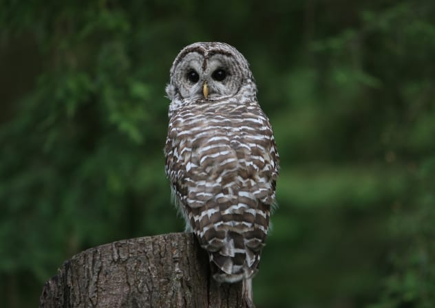 A Northern Spotted Owl sits on a tree stump in Stanley Park on August 4, 2009 in Vancouver, Canada. 
