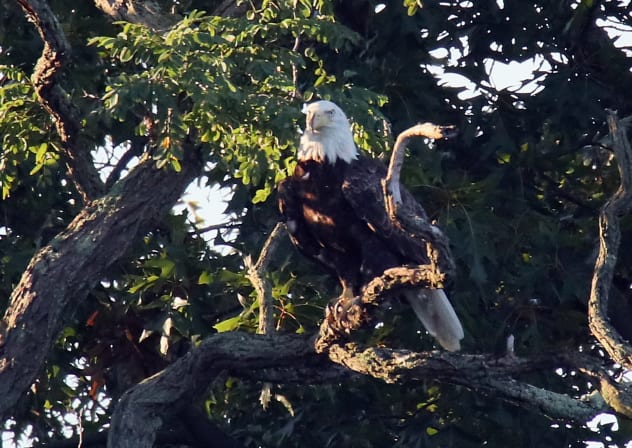 An American bald eagle sits in a tree adjacent to Mill Pond on August 15, 2018 in Centerport, New York; Illustrative.