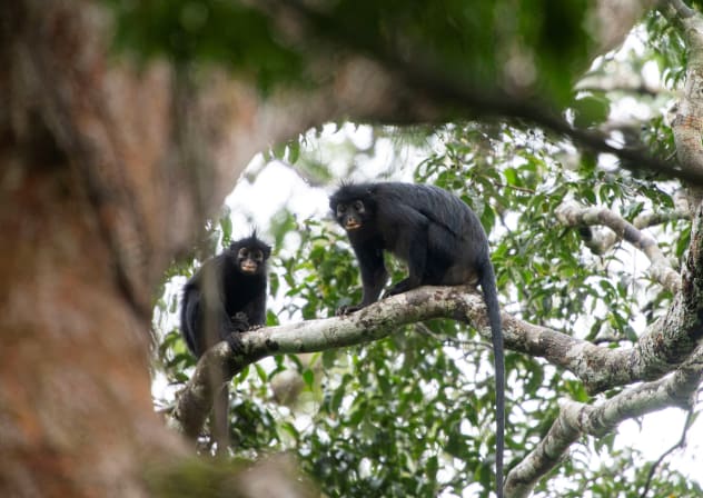Two 'Likweli' monkeys of a newly-identified species of Colobus monkey, discovered in Lomami National Park, sit on a tree branch, in the Democratic Republic of the Congo, in this undated handout image.