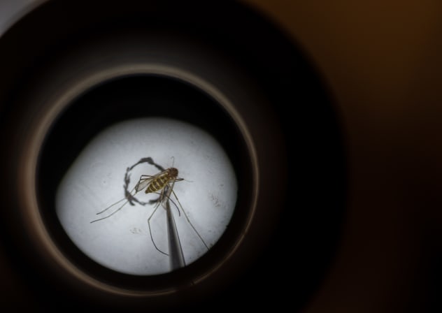 Culex pipiens, a common mosquito species, is seen through the microscope of Matthew Vanderpool, environmental health specialist and entomologist for the Louisville Metro Department of Public Health and Wellness on August 25, 2021