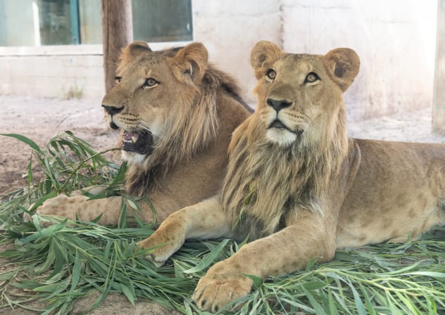 Lion cubs Ben Tzur and Uri.