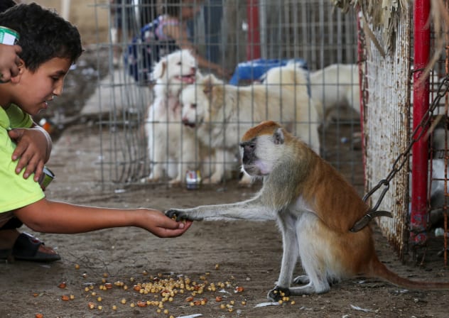 A Palestinian boy feeds a monkey evacuated from a zoo in Rafah due to the Israeli military operation, at a sanctuary in Khan Younis in the southern Gaza Strip, May 20, 2024.