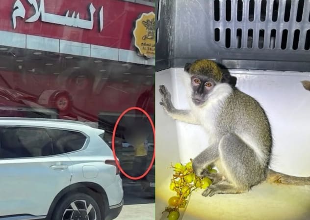 (Left) Israeli woman is seen in Jericho, in Area A, before being escorted back to sovreign Israel by security forces on August 18. (Right) A monkey is seen in a Jericho home before being rescued by Israeli security forces on August 17.