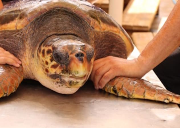Sea Turtle Rescue Center.