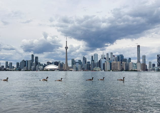 Canada geese swim in Lake Ontario near Centre Island in Toronto, Canada June 24, 2026. 
