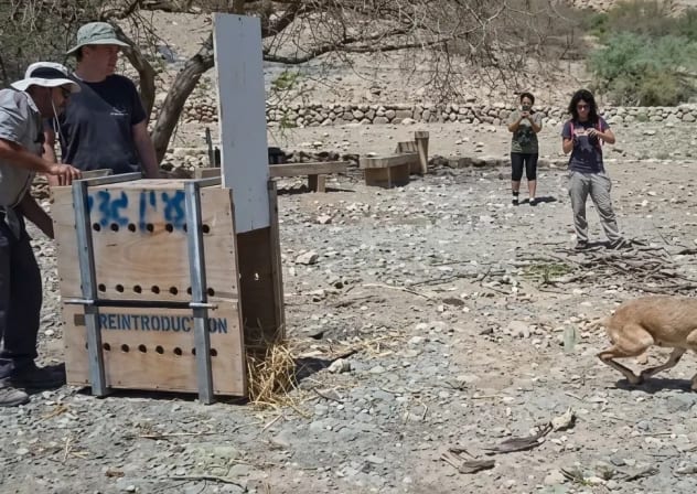 “Her will to live and overcome adversity is heartwarming.” Release of the three-legged ibex into the wild.