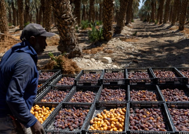 A Palestinian worker sorts dates at a date farm owned by Kibbutz Almog, after the UK, France and Canada announced plans to ban imports from West Bank settlements, near Kibbutz Almog and the northern Dead Sea in the West Bank, September 9, 2026. 
