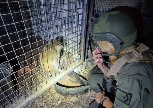 The defendant kept a grivet monkey inside a cage in his yard for at least a month. 