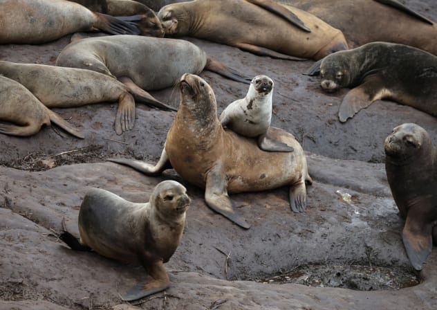Sea lions gather near the shore at the Punta San Juan reserve, where a decline in the population of guano birds, sea lions, and penguins has alarmed scientists, in Marcona, Peru June 21, 2025.