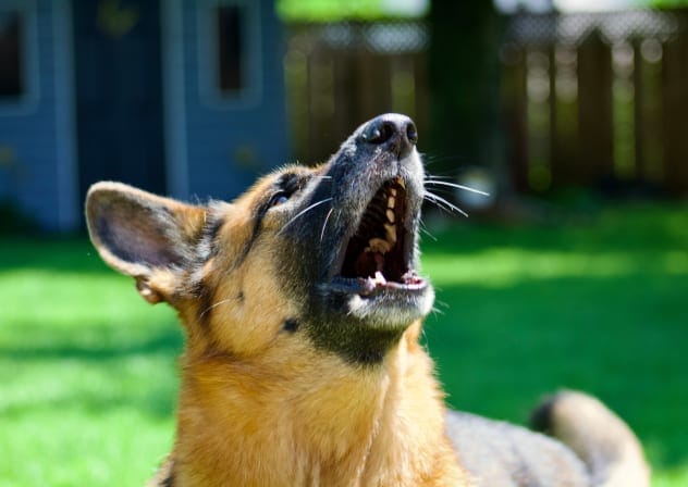 German shepherd barking (illustrative)
