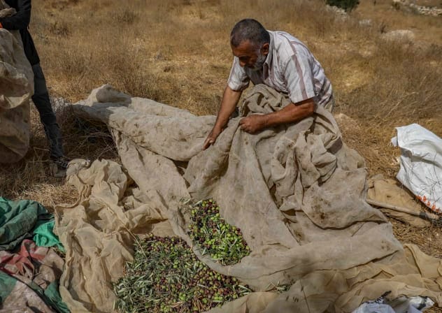 Palestinians, along with Jewish and international peace activists, take part in the olive harvest in the town of Idhna, west of Hebron in the West Bank, October 13, 2026.