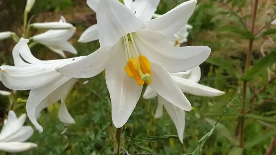 Missile fragments hit Carmel, damaging unique white lily pre