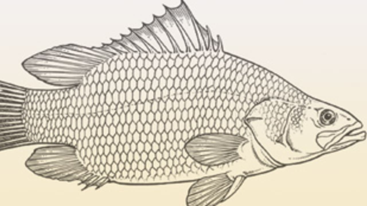 nile perch fish 311