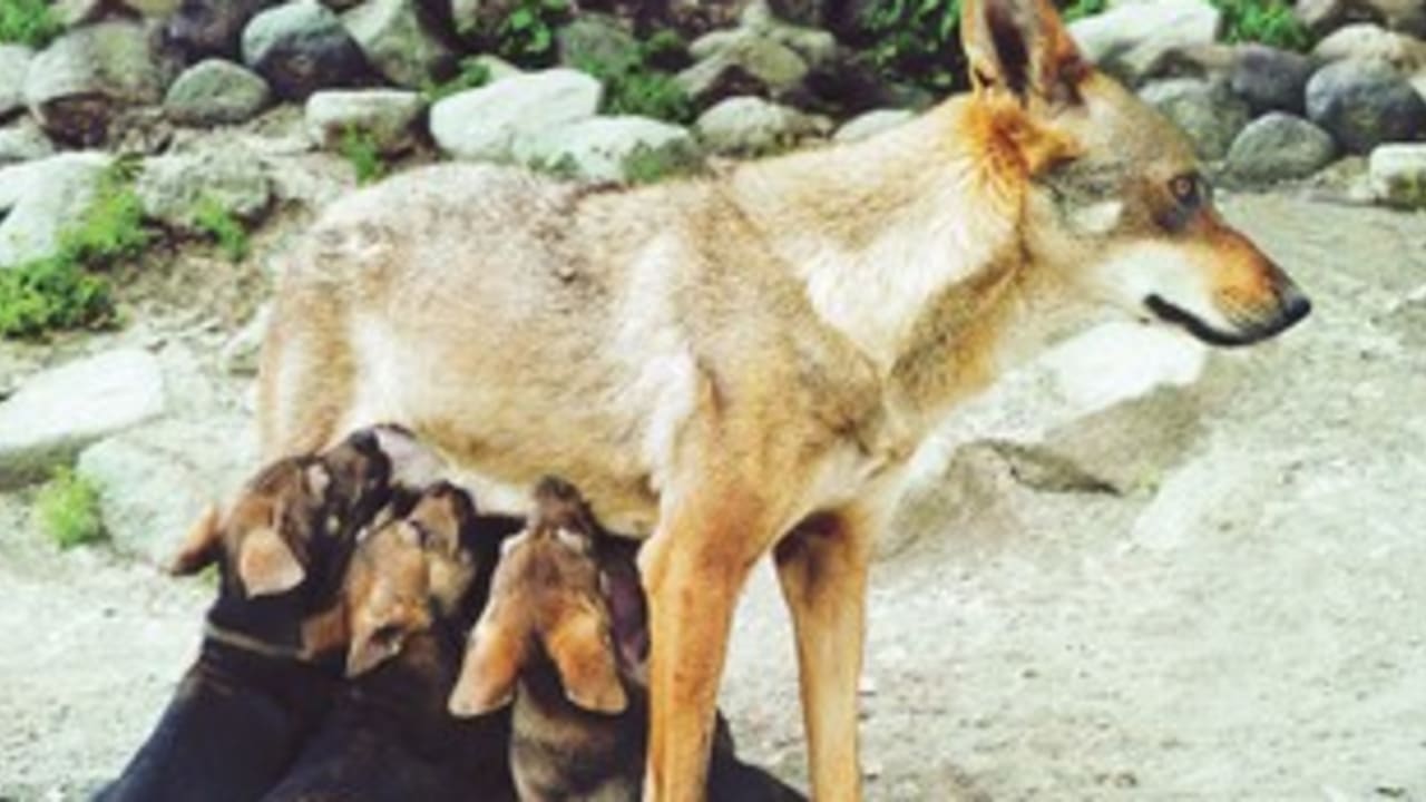 baby wolves311