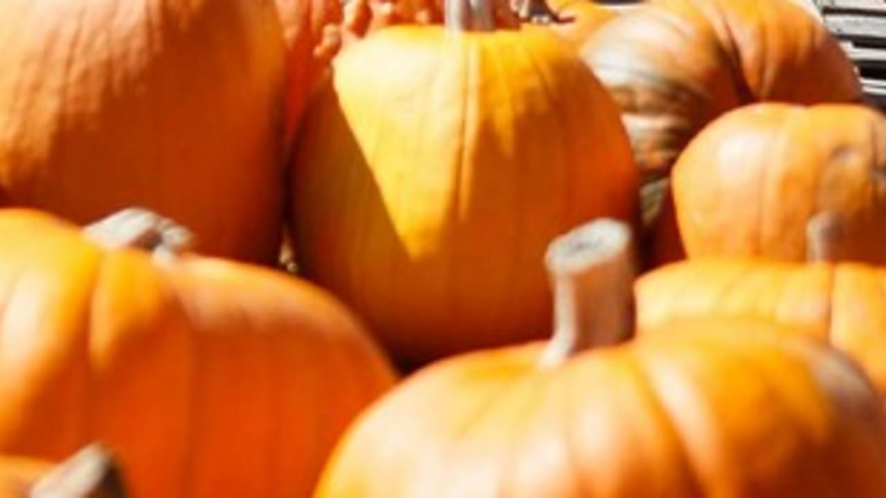 Pumpkin 311