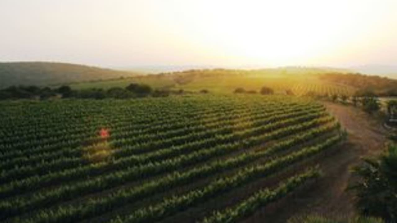 Will our wines weather the heat? | The Jerusalem Post