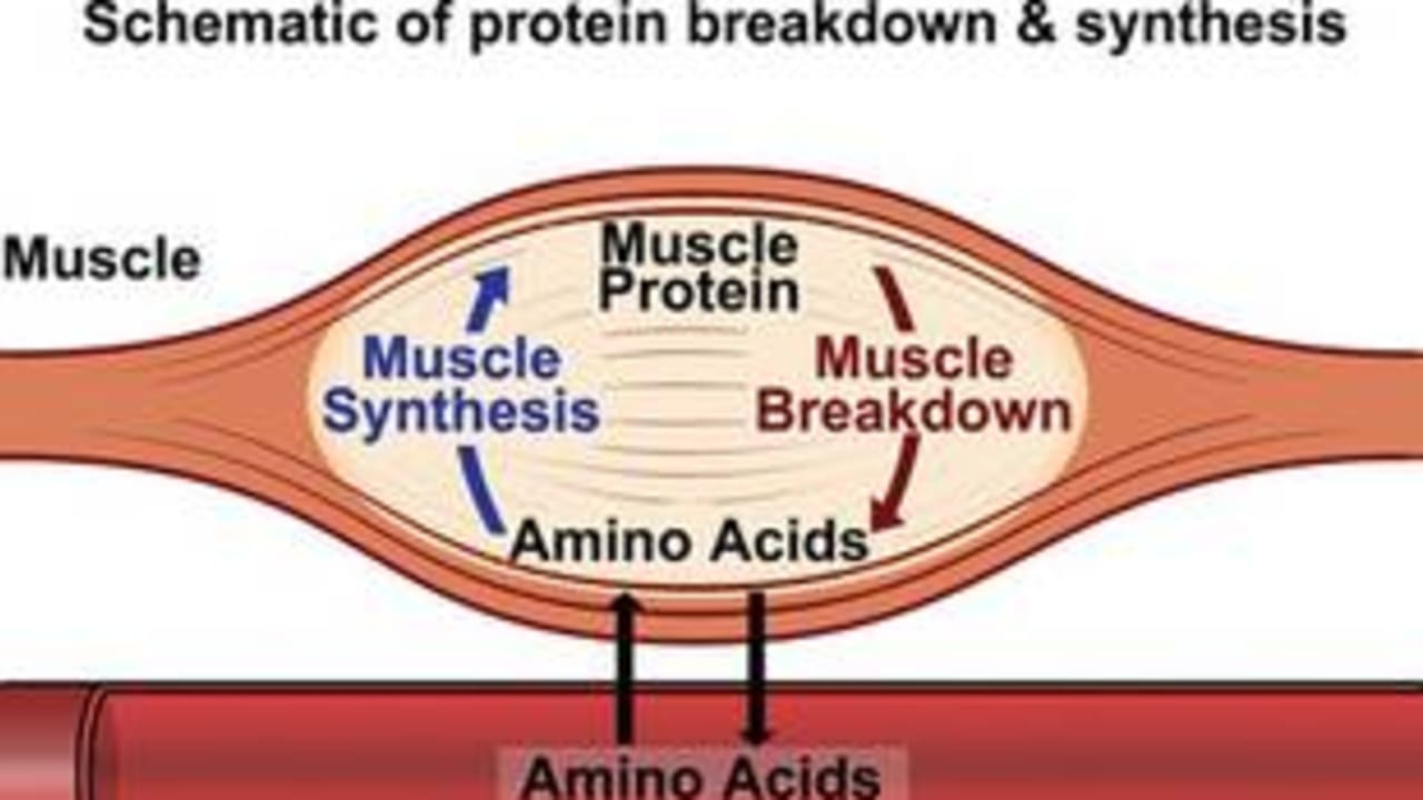 Protein 311
