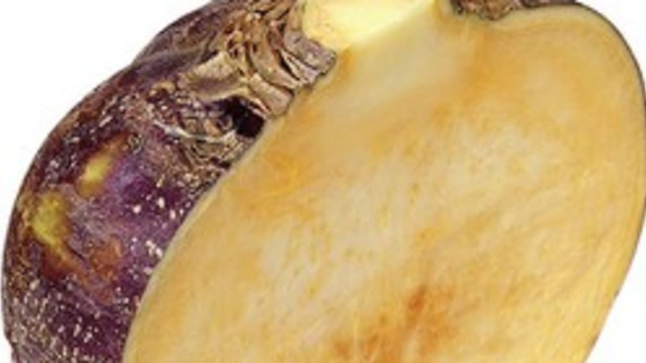 Rutabaga Swedish turnip 250